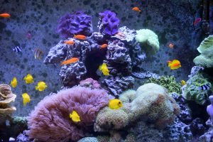 Read more about the article October 1, 2019 – Sweepstakes Continues; Wonder Within Reach