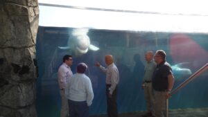 Read more about the article Quonset Point Donation Will Help Keep Mystic Aquarium’s Belugas Cool